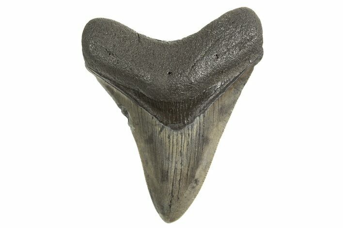 Fossil Megalodon Tooth - South Carolina #340604
